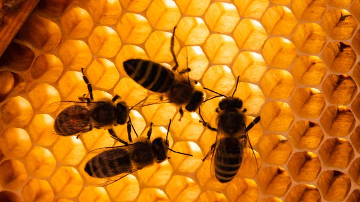 500 Million Bees Die Within Three Months In Brazil