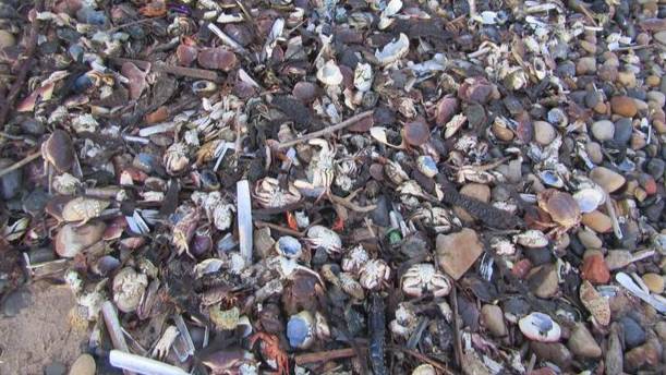 Piles Of Sea Creatures Wash Up Dead On UK Beaches 