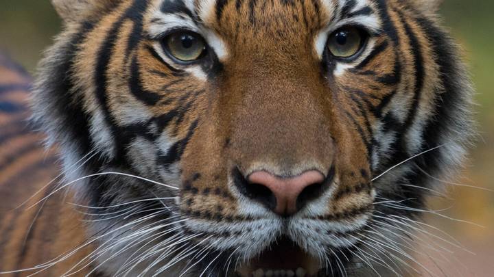 Tiger At Bronx Zoo Has Tested Positive For Coronavirus