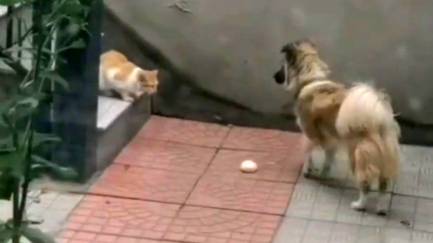 Cat shares shop food with dog