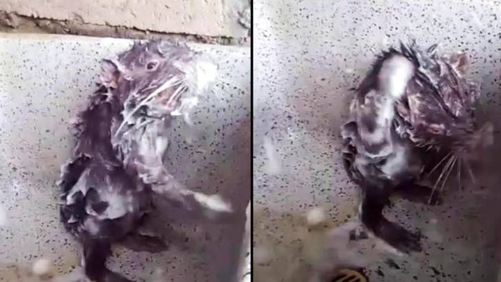 That Cute Video Of A Rat Cleaning Itself Isn't That Cute After All