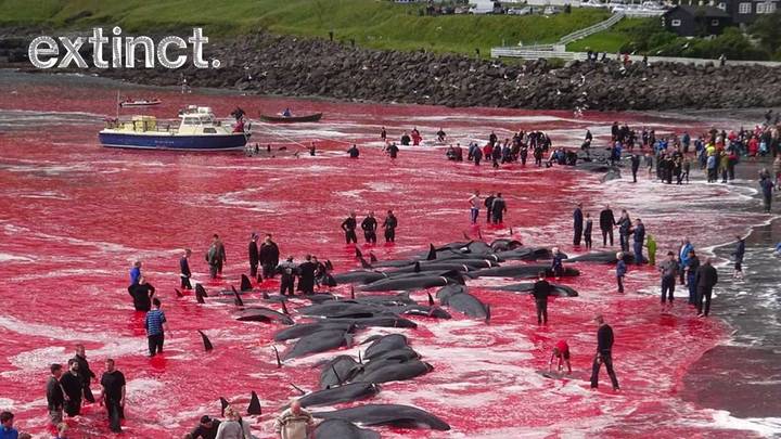 Sea Left Red As More Than 180 Whales Are Killed In Brutal Faroe Islands Event