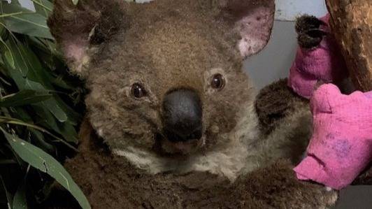 Fundraiser To Help Koala Hospital Dealing With Bushfires Hits $140,000 In Donations