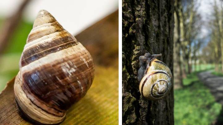 George The Lonely Snail Has Died And Now His Species Is Extinct