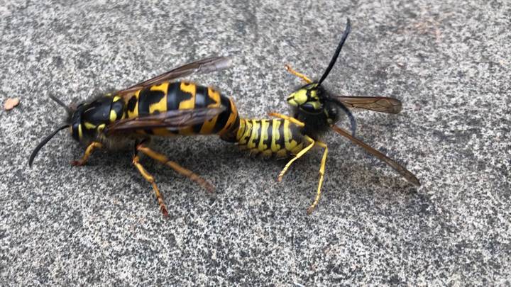 Man Takes Close-Up Photo Of Wasps Committing 'X-Rated Act'