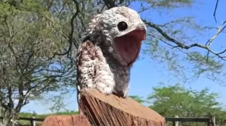 Viral Footage Captures Ghost Bird In Colombia With Terrifying Scream