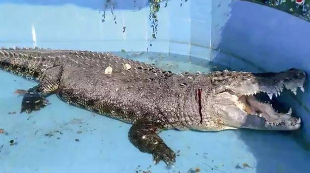 Crocodile Left Bleeding After Zoo Visitors Threw Rocks At Him