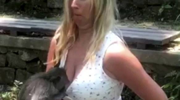Moment Very Cheeky Monkey Peers Down Woman's Top And Tries To Undo Her Shorts