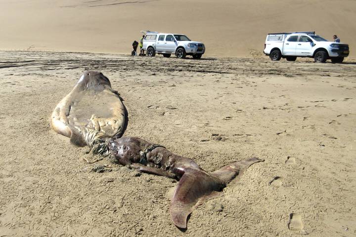 Bizarre Rotting Sea Creature Washes Up On The Coast Of Namibia