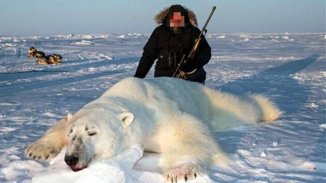 Polar Bears Will Become Extinct If Trophy Hunting Doesn't End, Conservationist Warns