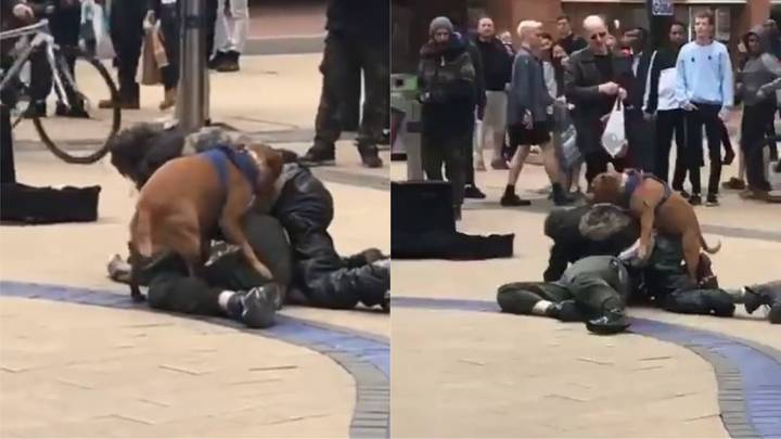 ​Dog Interrupts Street Brawl To Hump Bloke's Leg 