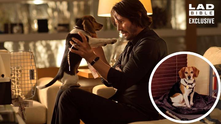 John Wick’s Puppy Killed In First Movie Now Called ‘Wick’ And Loving Life With New Family