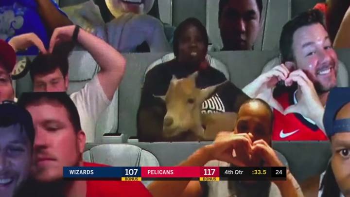 Virtual Fan Brings Goat To NBA Pelicans Game