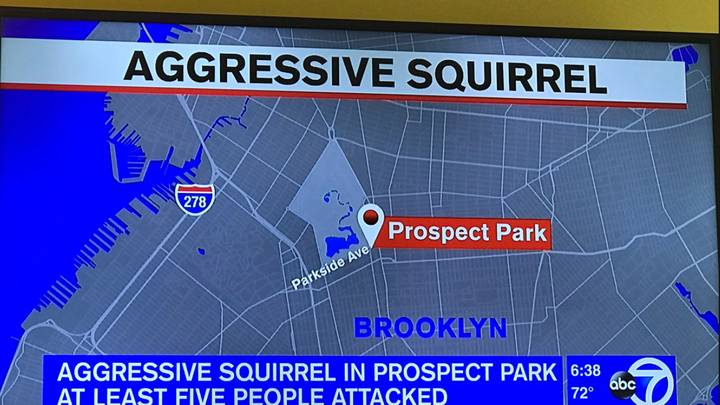 An 'Aggressive Squirrel' Has Been Terrorising New Yorkers 