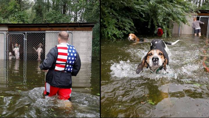 Hurricane Florence Hero Volunteer Saves Six Dogs Abandoned In Locked Cage