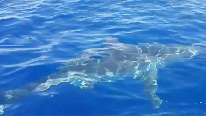 Great White Shark Seen Off The Coast Of Italian Island