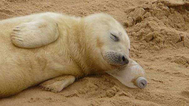 Poignant Picture Captures Seal Pup Sleeping On A Plastic Bottle