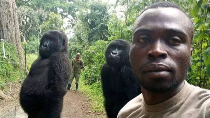 Ranger Whose Gorilla Selfie Went Viral Pays Tribute To Fallen Anti-Poachers