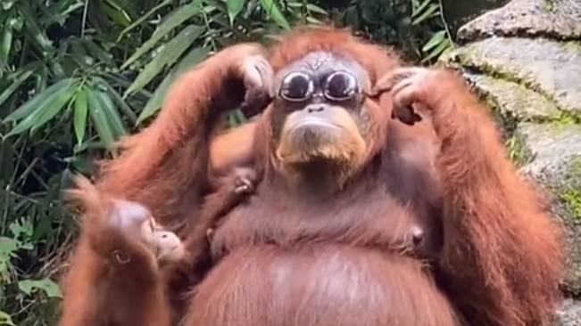 Orangutan Tries On Sunglasses After Tourist Drops Them At Zoo