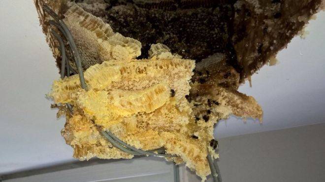 Couple Find Massive Bee Hive In Attic After Honey Starts Dripping Through The Ceiling