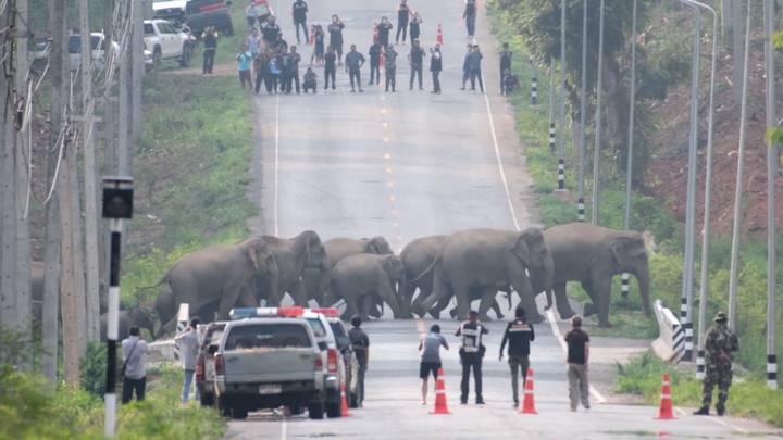 Herd Of 50 Elephants Filmed Calmly Crossing The Road In Thailand