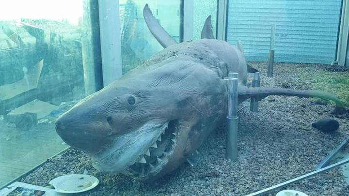 Abandoned Zoo Still Has Great White Shark Remains Floating In Tank