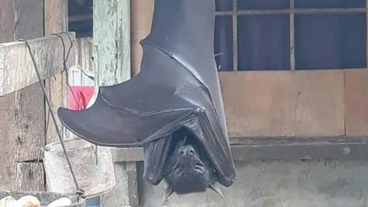 Terrifying 'Fake' Pic Of 'Human-Sized Bat' Turns Out To Be Real