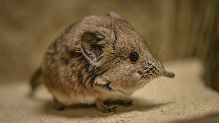 Elephant Shrew Redisovered In Africa After 50 Years