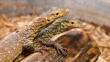 Komodo Dragon Has Three Babies Without Involvement From Male 