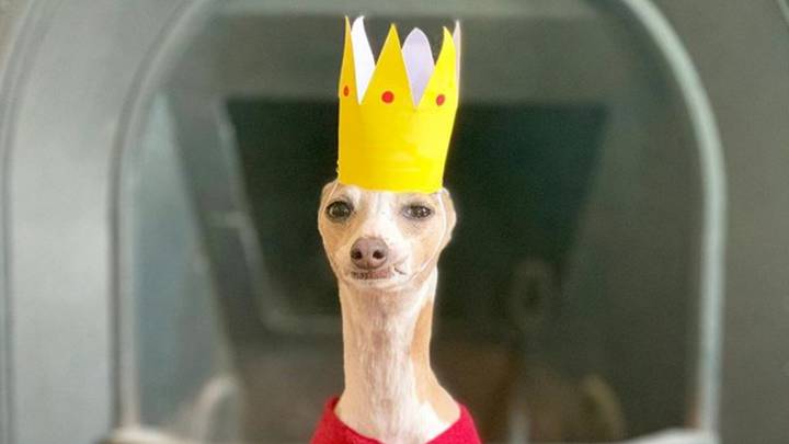 This Greyhound Has Become Everyone's Favourite Social Media Influencer