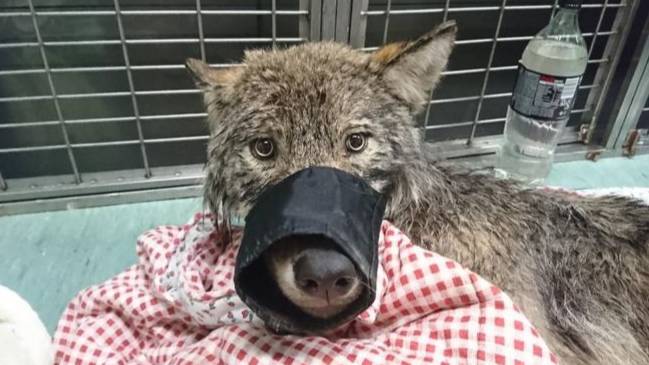 Men Rescue 'Dog' From Freezing River Only To Find It's Actually A Wolf 