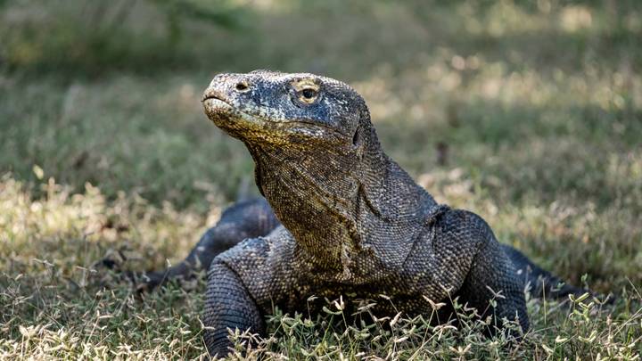 Komodo Dragons 'Threatened With Extinction' As Sea Levels Continue To Rise