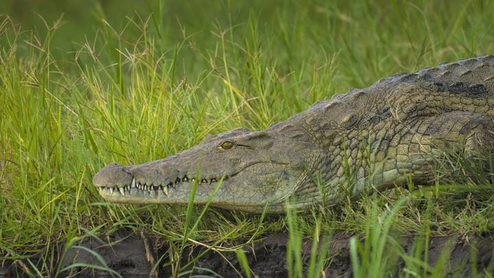 Huge Crocodile Rumoured To Have Eaten 300 People Is Still On The Loose