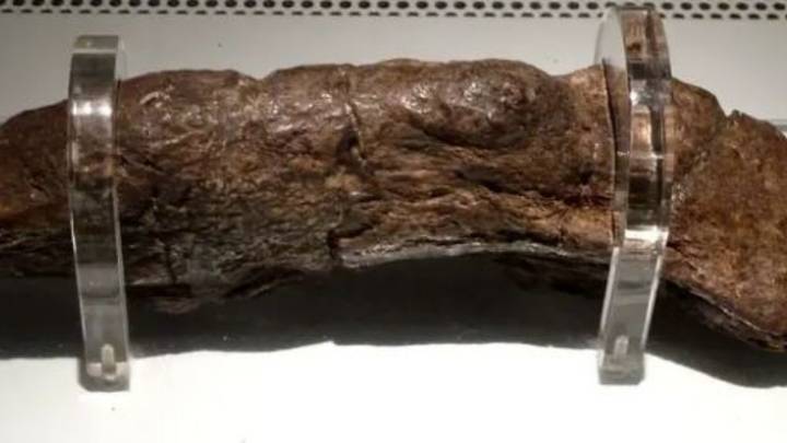 Largest Known Human Poo Is 20cm Long And Dates Back To A 9th Century Viking