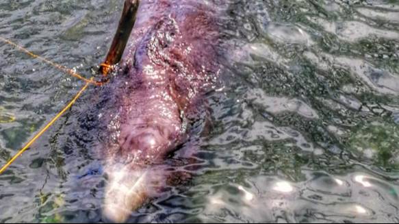 Whale Found With 40kg Of Plastic In Its Stomach 