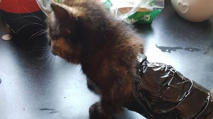 Police Searching For Cruel Gang Who Covered Cat In Tape To Use As Bait 