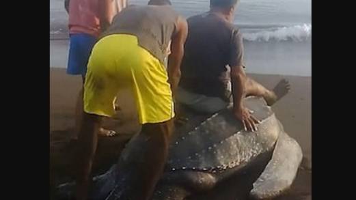 Video Shows People Cruelly Riding On The Back Of A Turtle 