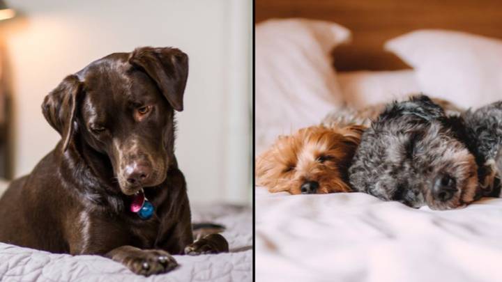 Having Your Dog In Bed Is The Key To A Good Night's Sleep, According To Science