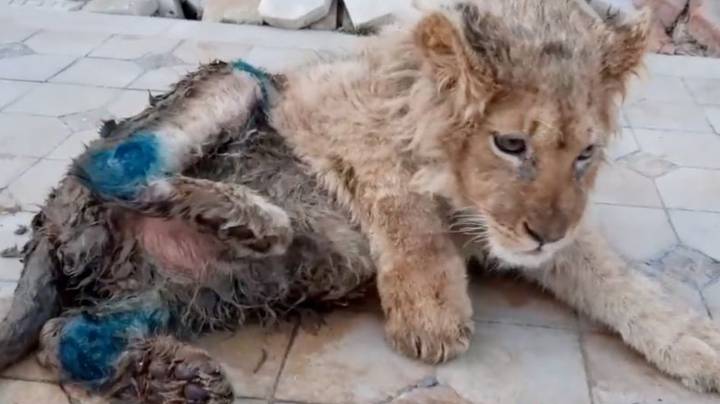 Lion Has Legs Deliberately Broken So It Can't Run Away From Tourists
