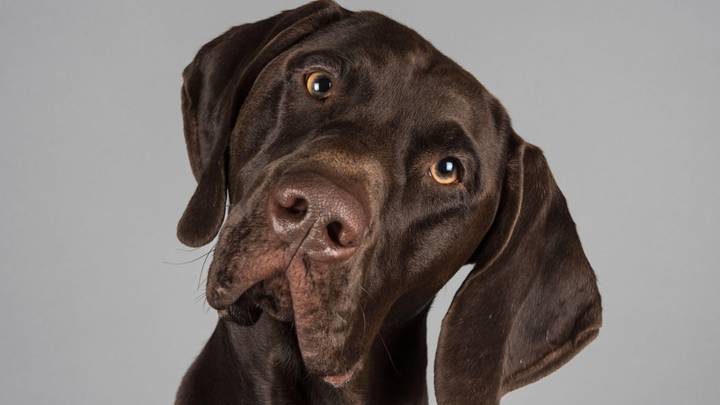 Scientists Discover Reason Dogs Tilt Their Heads At You