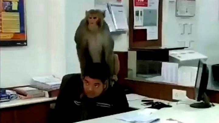 Monkey Wanders Into Bank, Sits On Employee's Head And Humps It