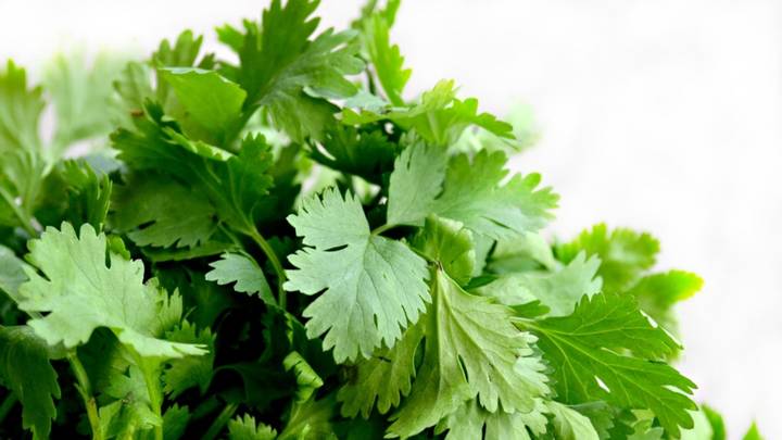 Today Is International 'I Hate Coriander' Day