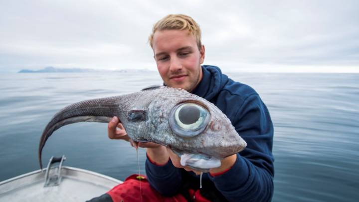 Norwegian Angler Catches Odd Looking Ratfish With Huge Bulbous Eyes