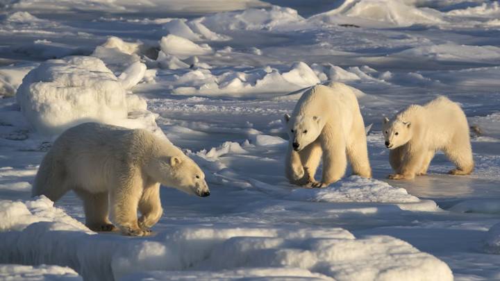 ​Cannibalism Among Polar Bears Is On The Rise, Scientist Says