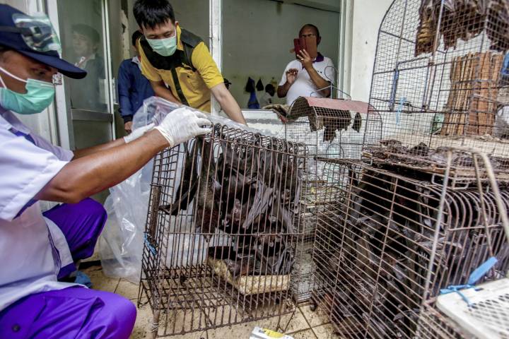 Wuhan Bans Eating Wild Animals After Coronavirus Pandemic Link