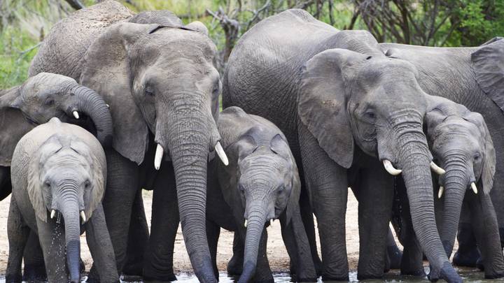 Suspected Elephant Poacher Trampled To Death By Herd In Africa