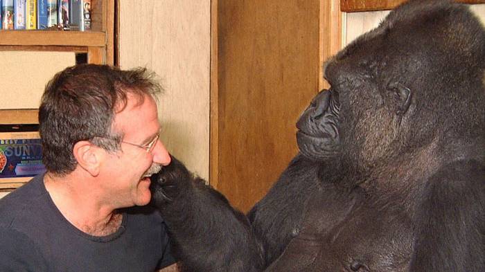 Robin Williams Said Meeting Koko The Gorilla Was An 'Unforgettable' Experience 