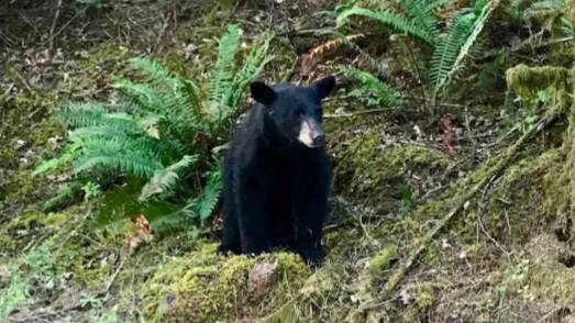 Wildlife Officials Shoot Baby Bear After Tourists Fed It Too Much Food