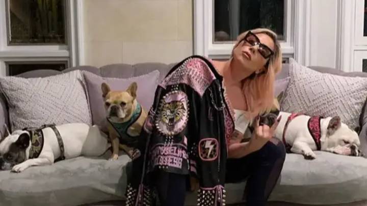 Lady Gaga Dognapping: Woman Who Returned Dogs Is Charged
