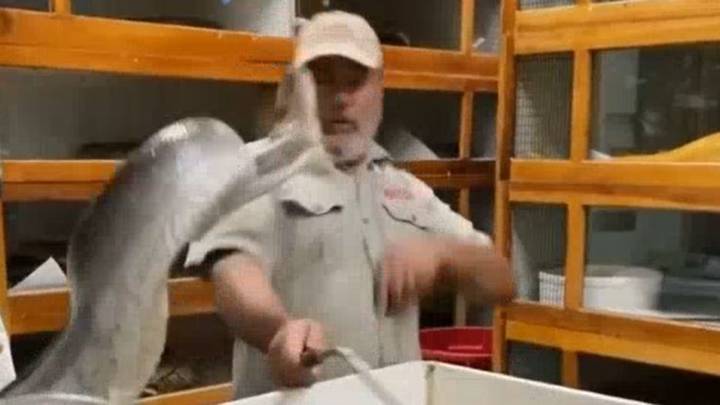 Huge Snake Almost Takes The Face Clean Off Reptile Zoo Keeper